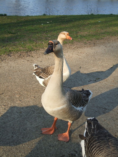 Een nieuwschierige knobbelgans in het park van Coevorden.