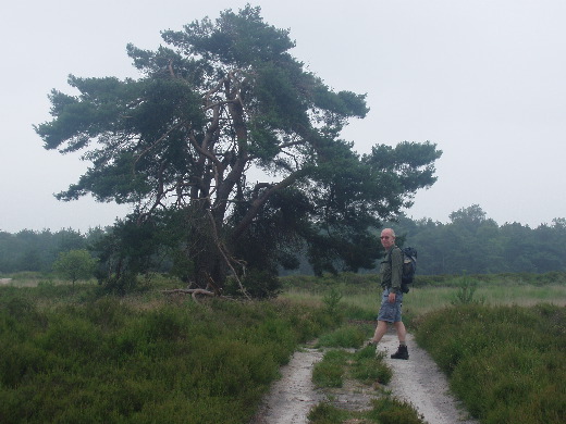 Een majestueuze den op de heide.